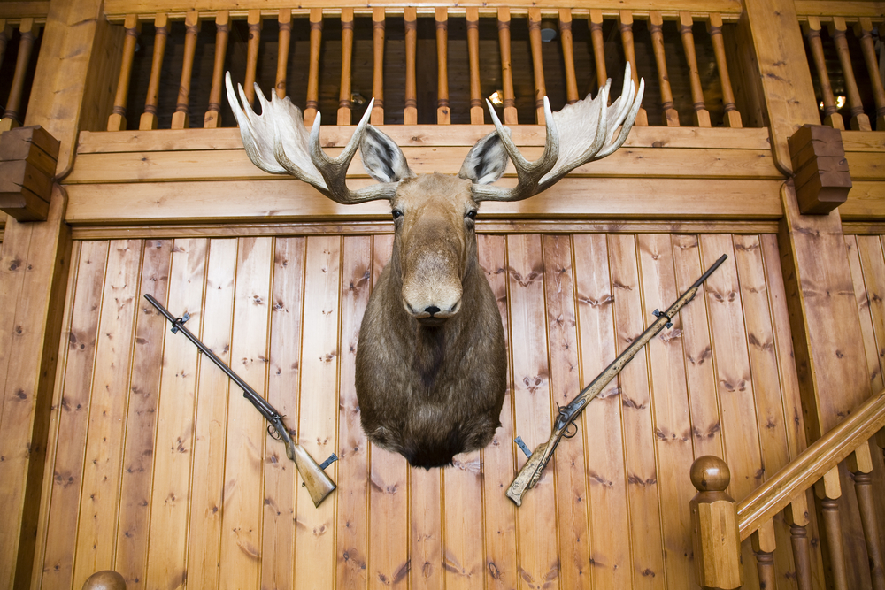 a taxidermized moose head on a wall, flanked by two rifles