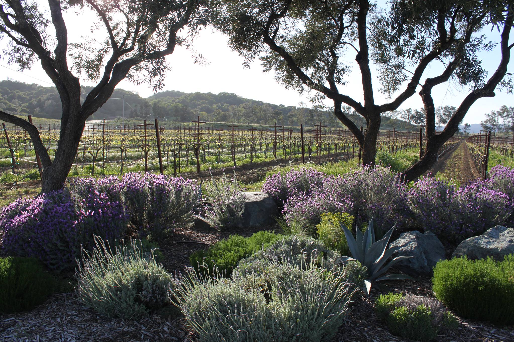 Blue Rock Winery in Sonoma, California